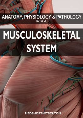 Musculoskeletal System