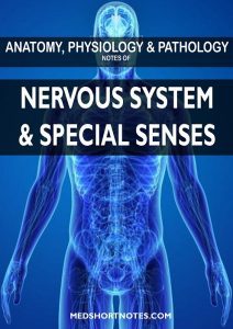 Nervous System